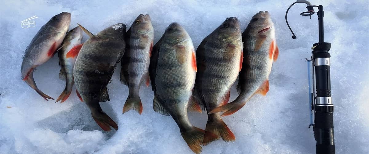 What is the best ice fishing jig for crappie